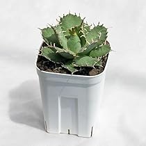 51xNsiCIo+L._AC_UL210_SR210,